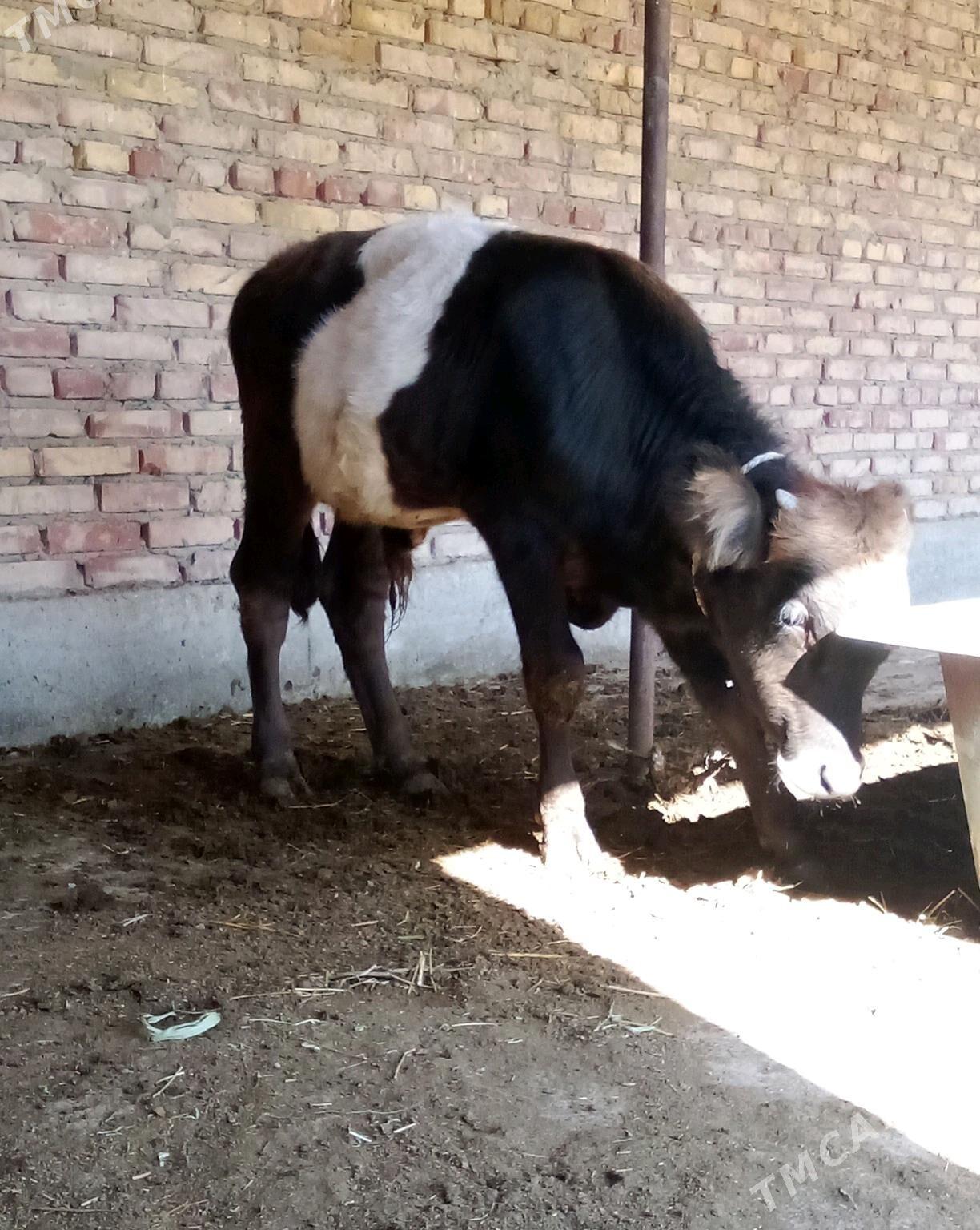 Öküz Gibrit Tohum 8 aýlyk - Гёкдепе - img 6