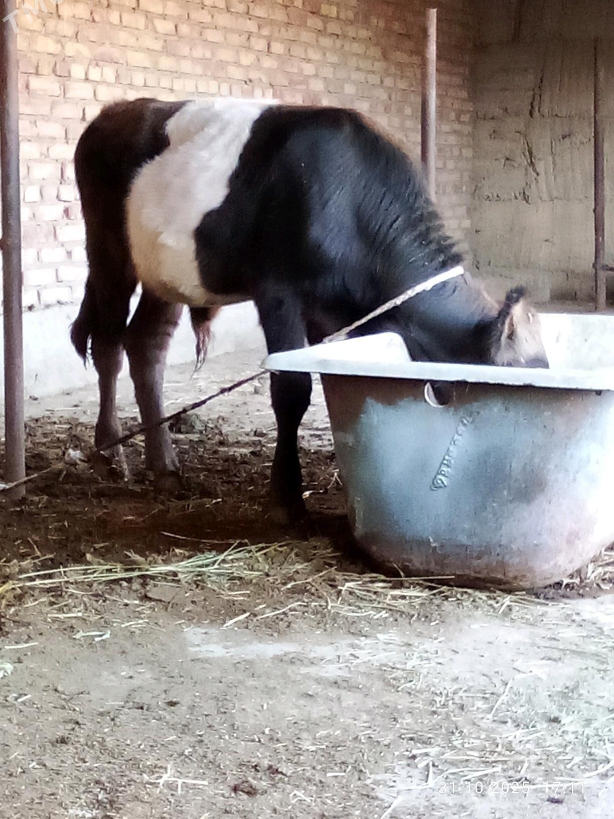 Öküz Gibrit Tohum 8 aýlyk - Гёкдепе - img 8