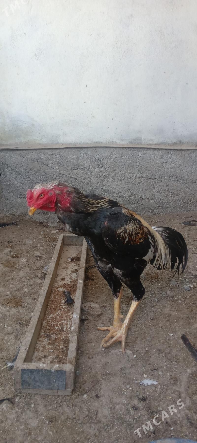 tasgent horoz - Aşgabat - img 2