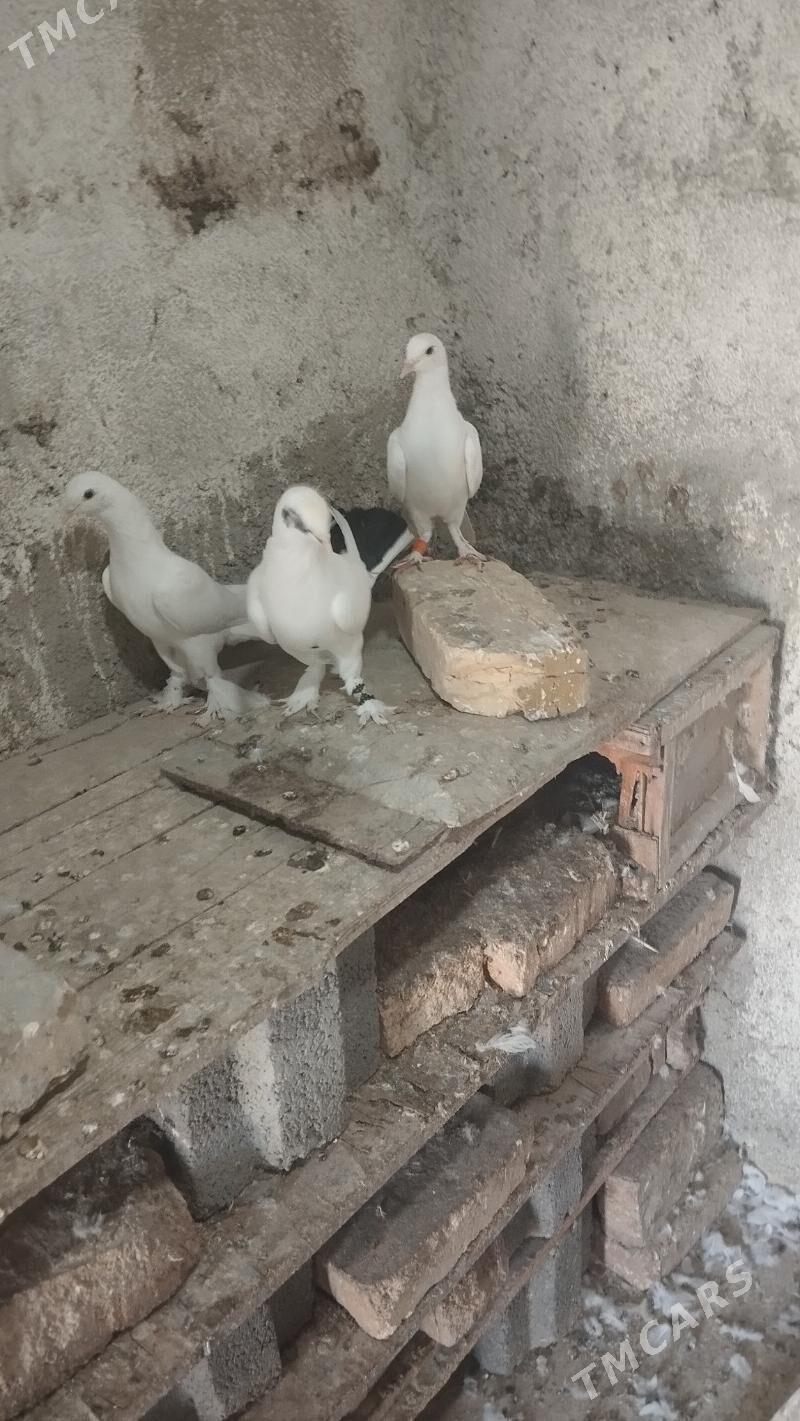 kepderi - Гызыларбат - img 2