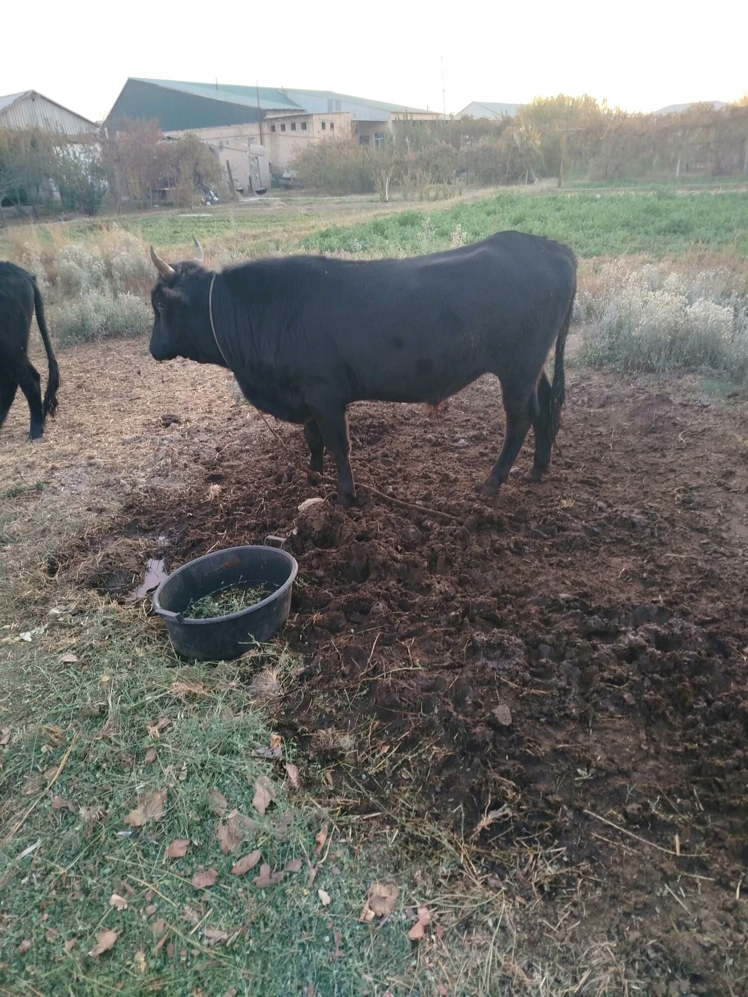 indisgi okuz - Фарап - img 4