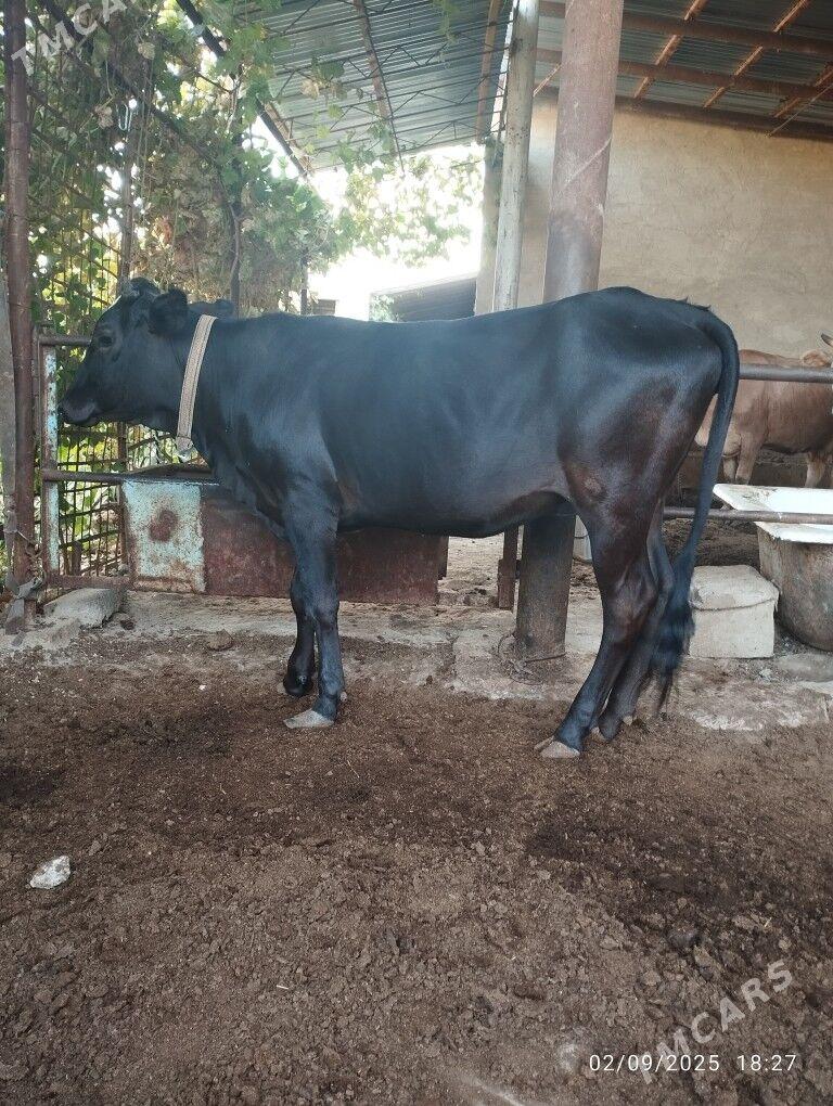 Bakylan gulajyn - Мары - img 3