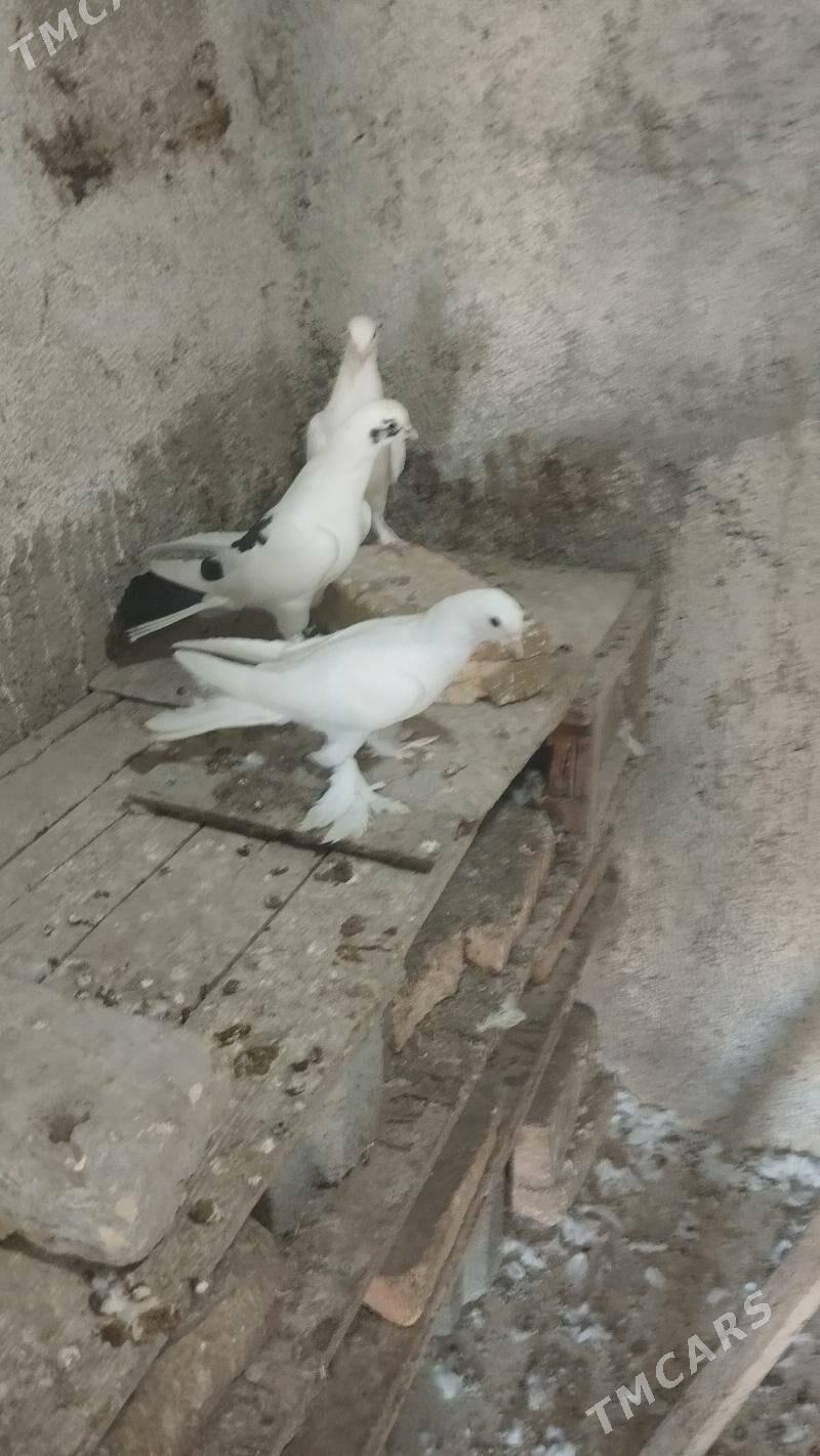 kepderi - Гызыларбат - img 3