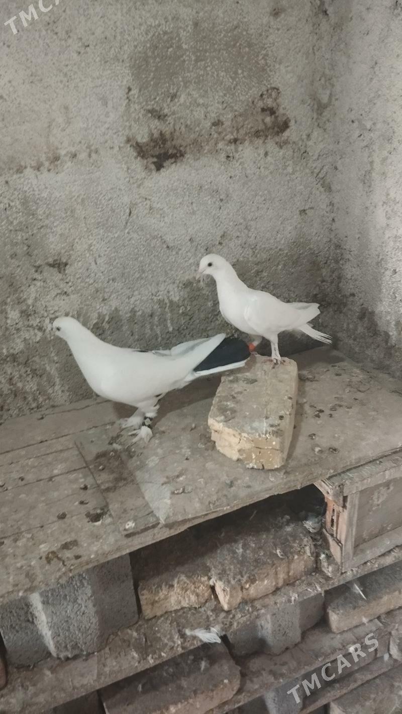 kepderi - Гызыларбат - img 4