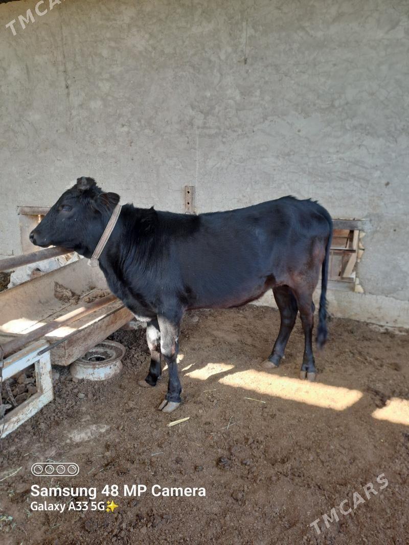 Bakylan gulajyn - Мары - img 2