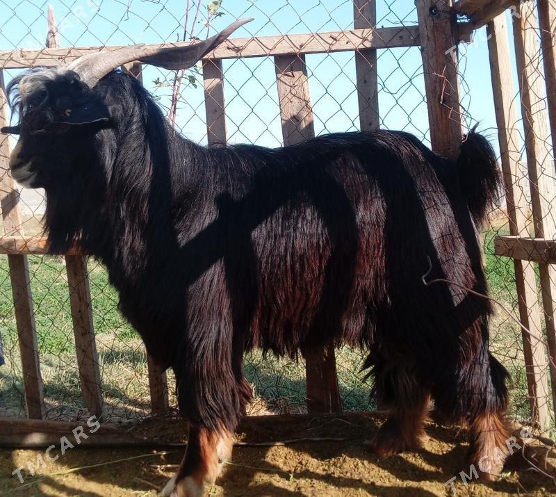 Teke - Bäherden - img 2