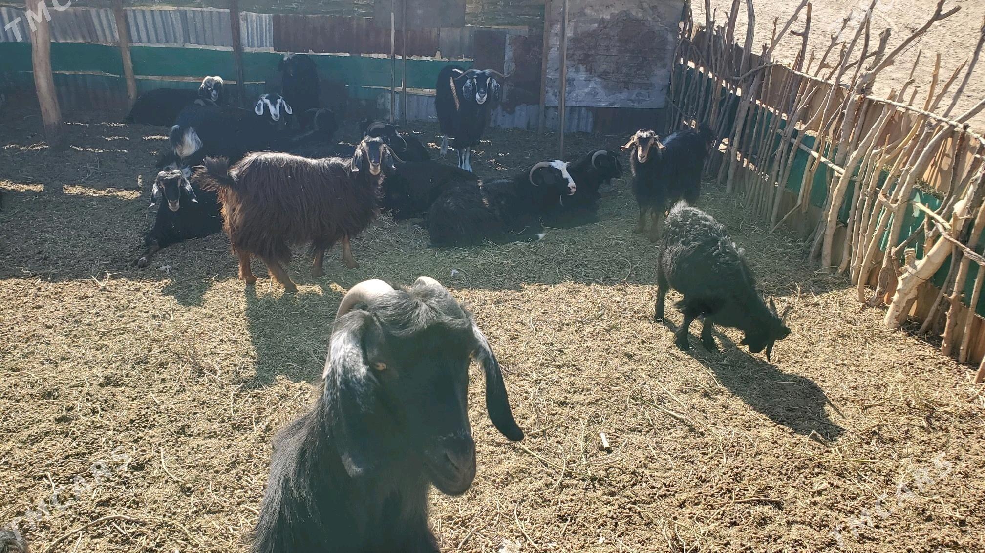 Geciler - Aşgabat - img 2