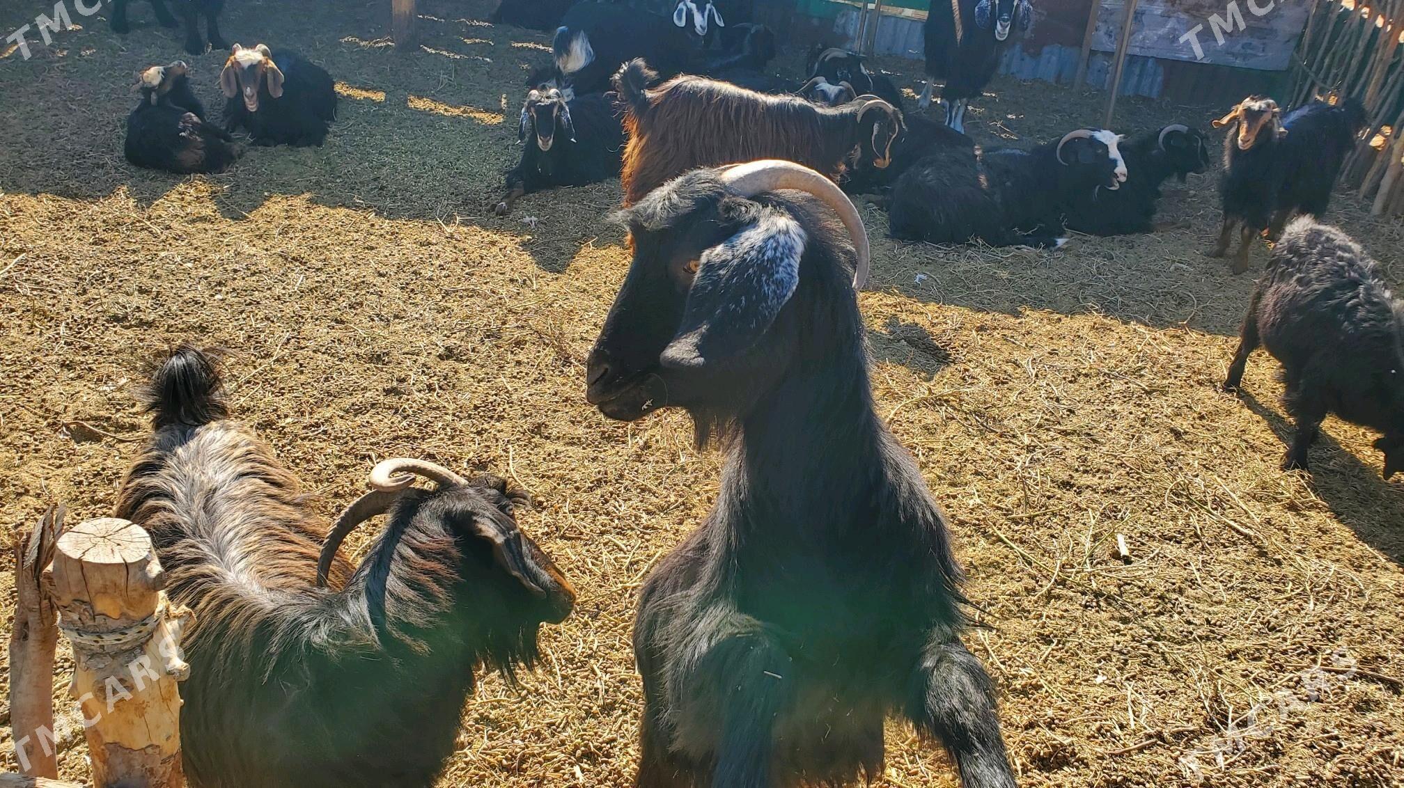 Geciler - Aşgabat - img 3