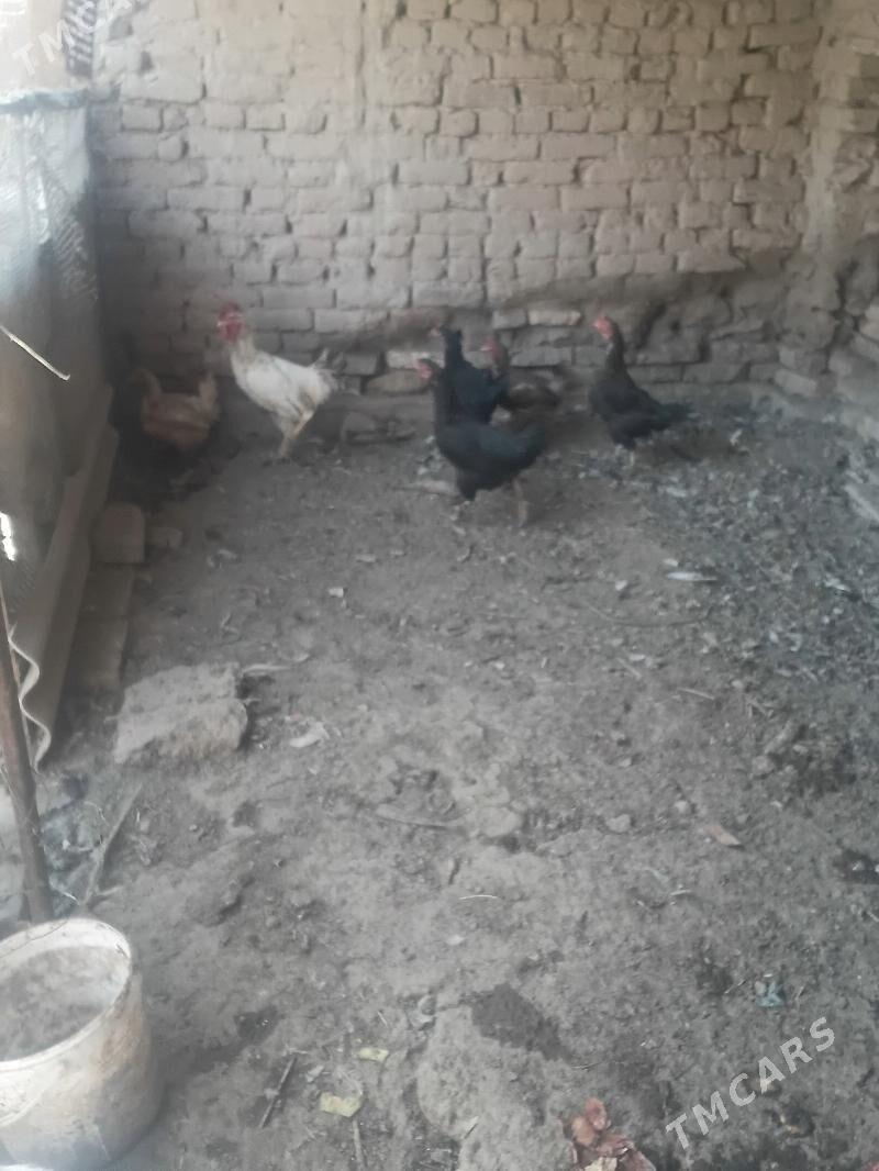 TOWUKLAR - Sakar - img 5