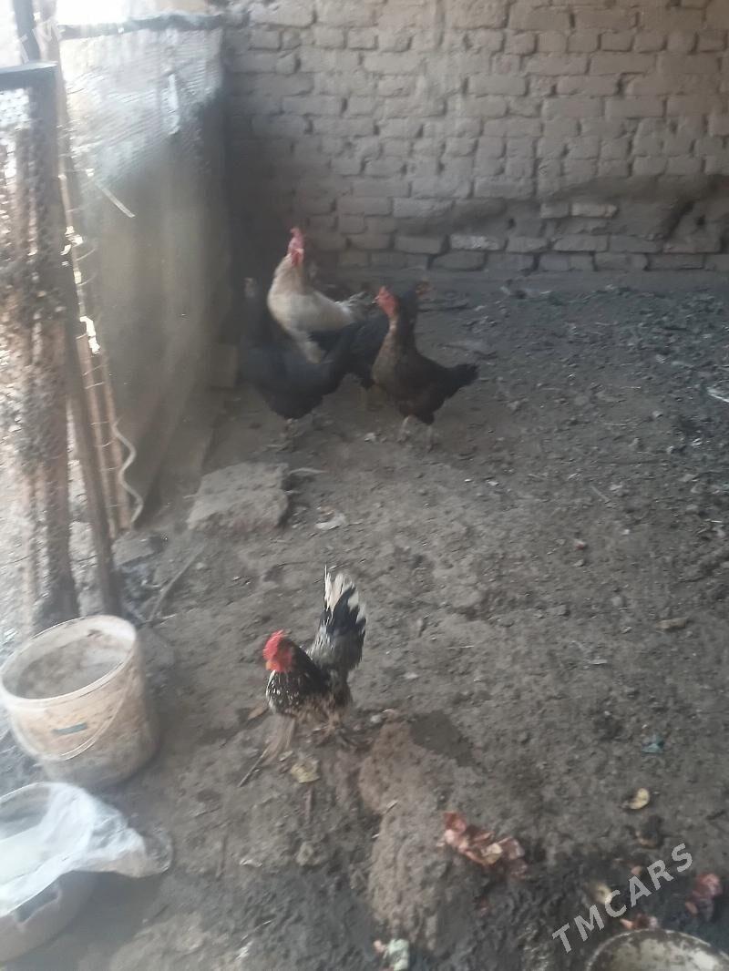 TOWUKLAR - Sakar - img 2