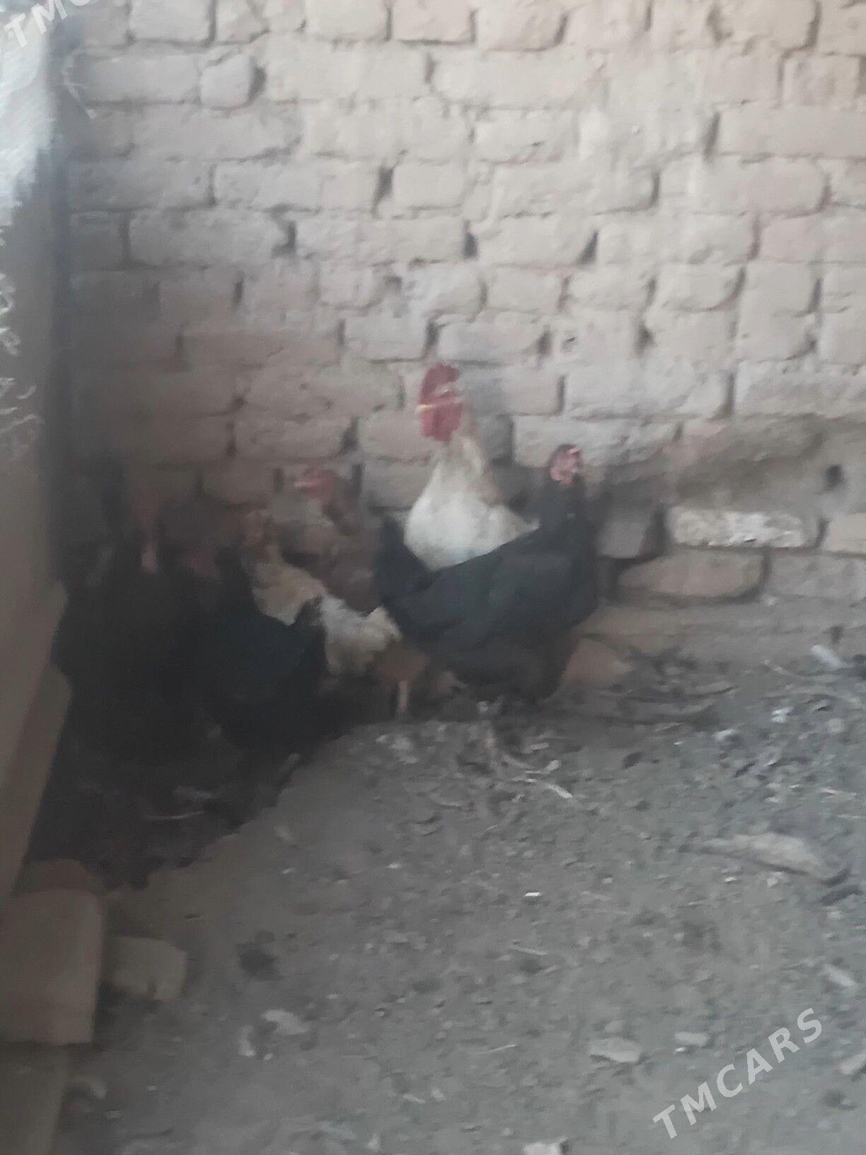 TOWUKLAR - Sakar - img 1