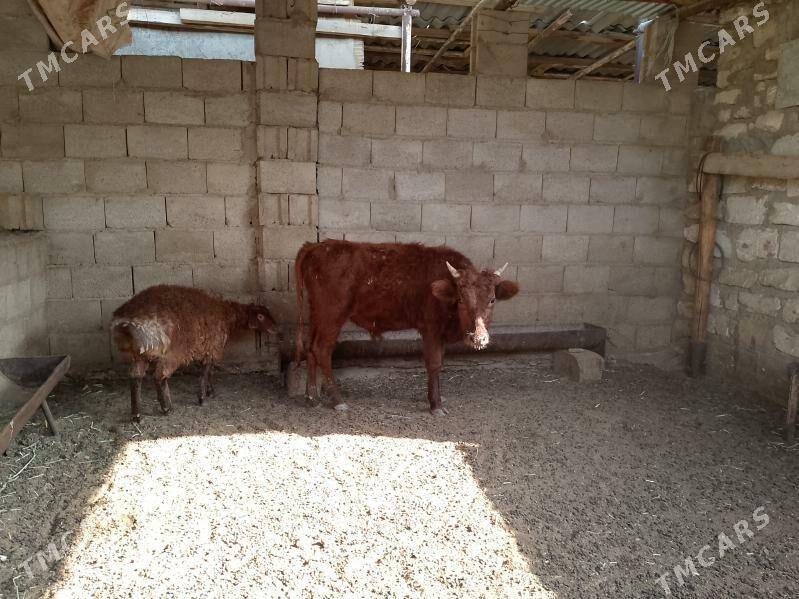 öküz - Балканабат - img 3