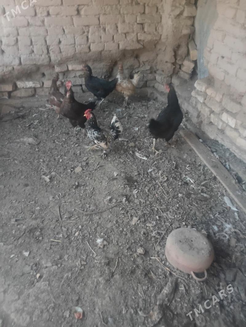 TOWUKLAR - Sakar - img 4