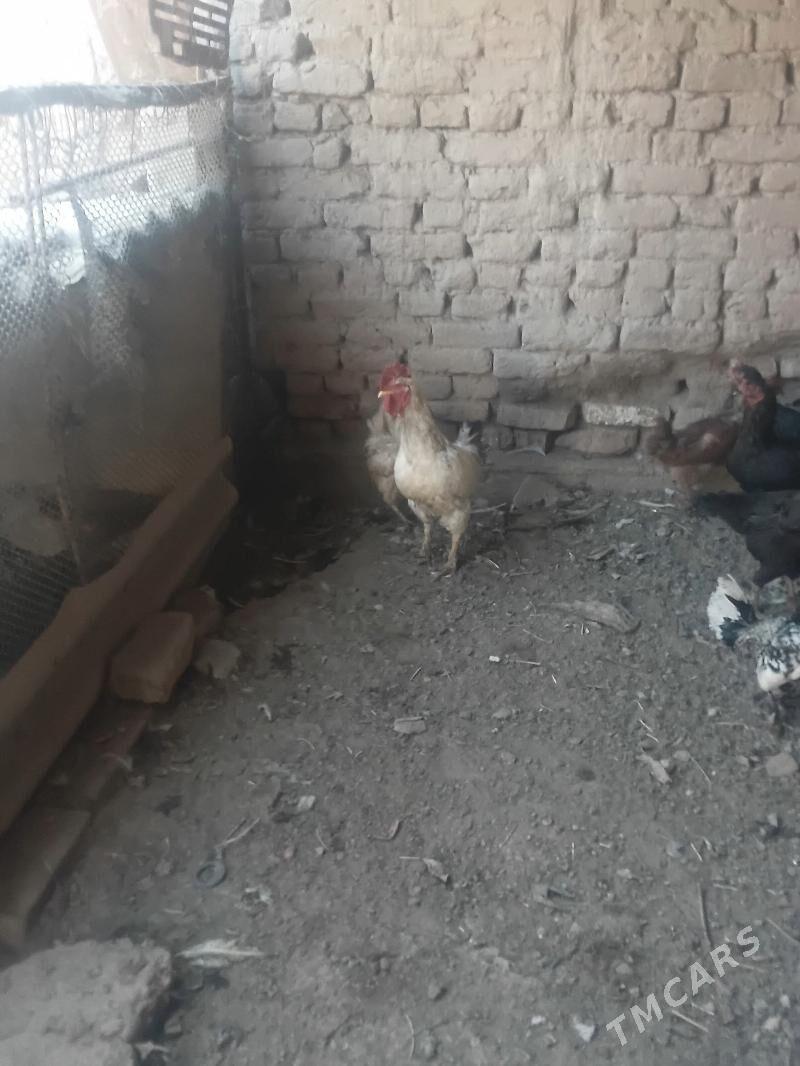 TOWUKLAR - Sakar - img 3