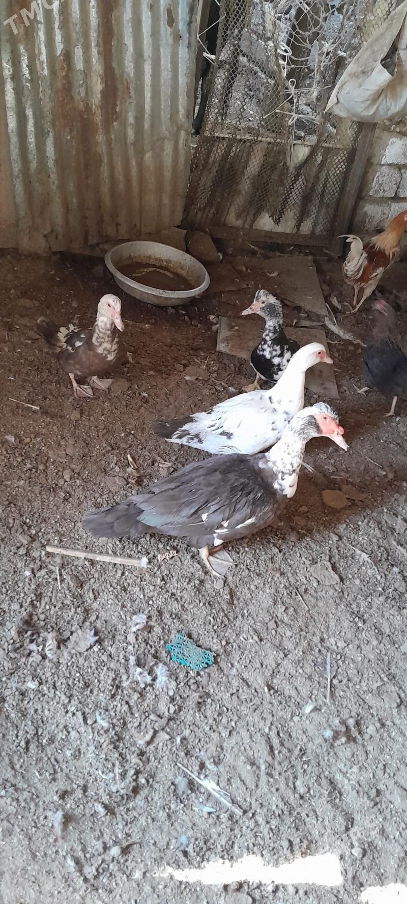 indautga - Чоганлы - img 4