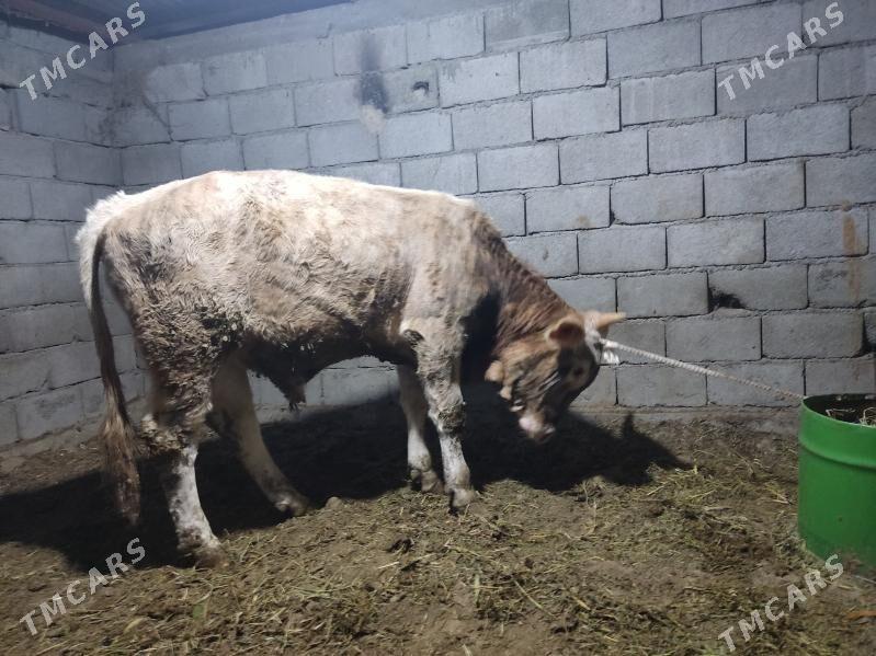 dalgyr howur okuz - Гёкдепе - img 4