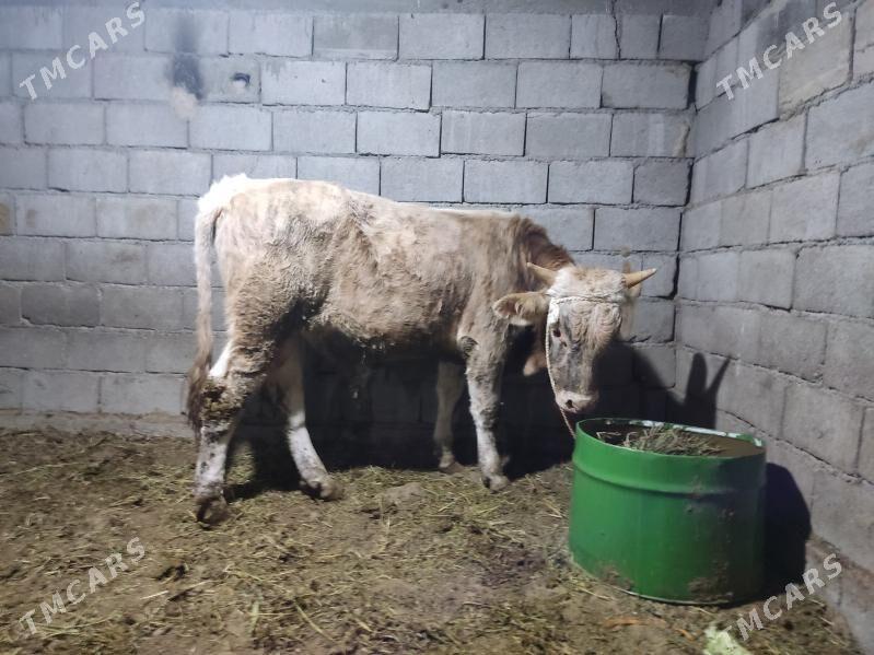 dalgyr howur okuz - Гёкдепе - img 3