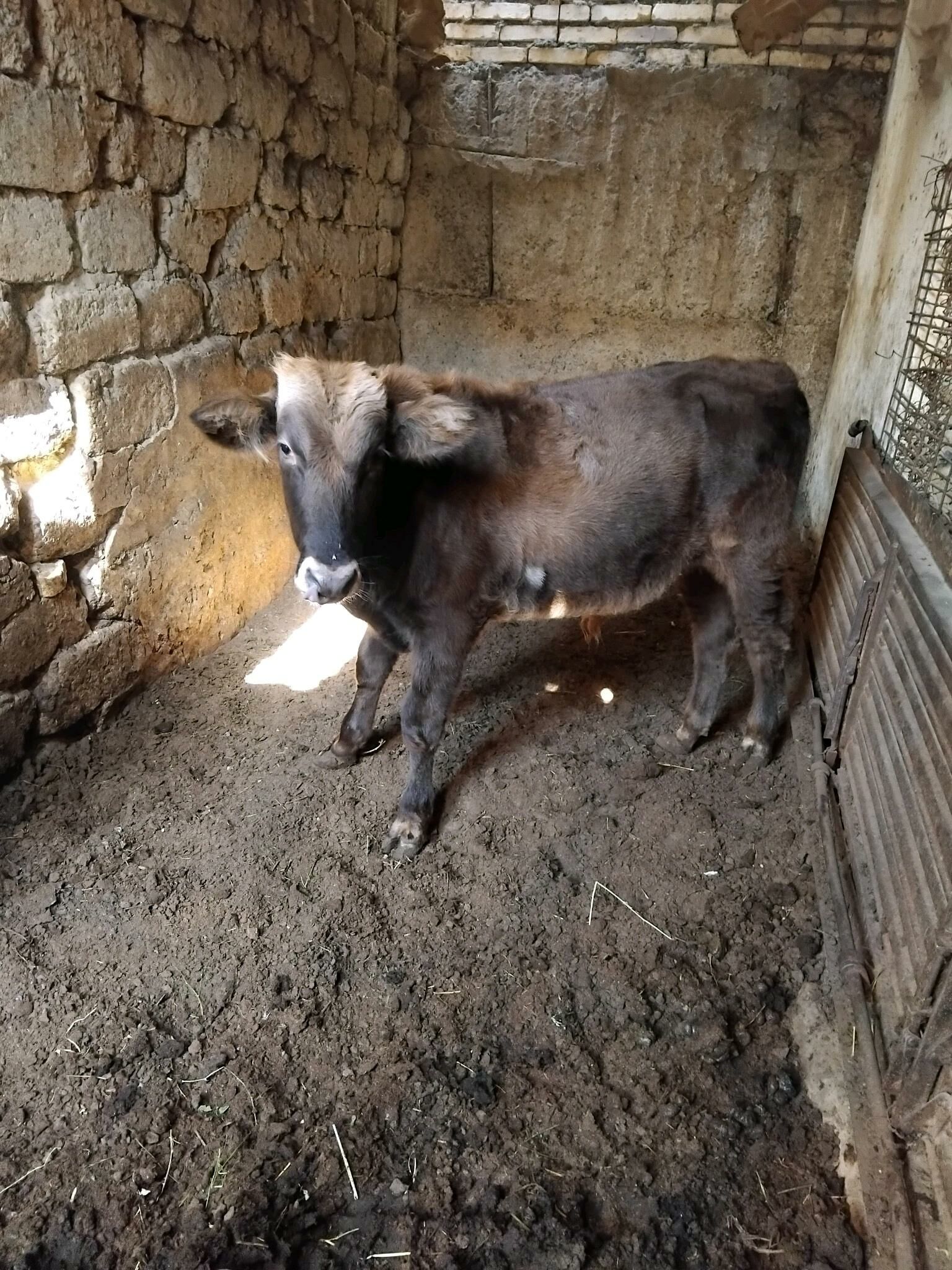 okuz - Бедев - img 4