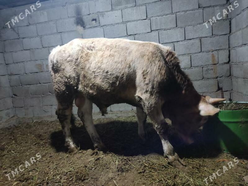 dalgyr howur okuz - Гёкдепе - img 2