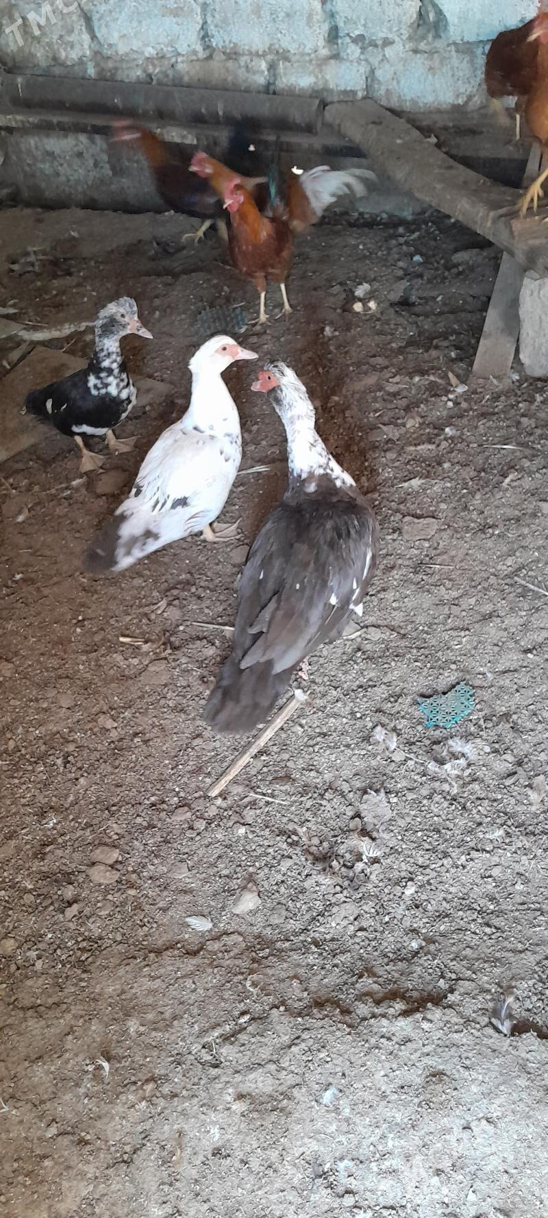 indautga - Чоганлы - img 1