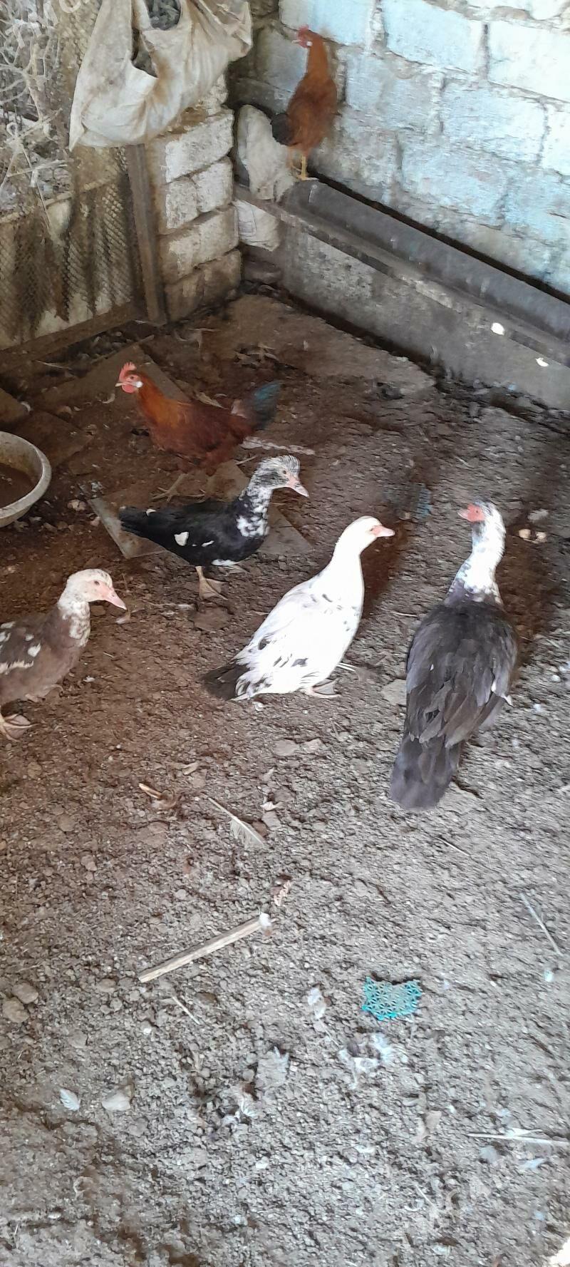 indautga - Чоганлы - img 6