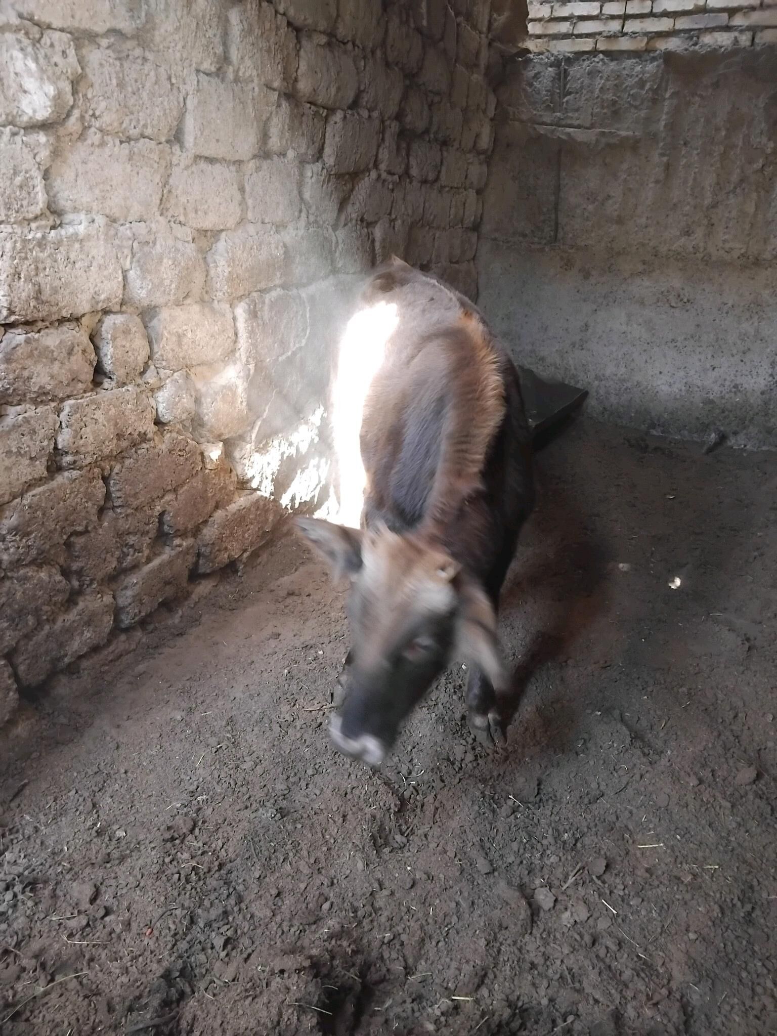 okuz - Бедев - img 5