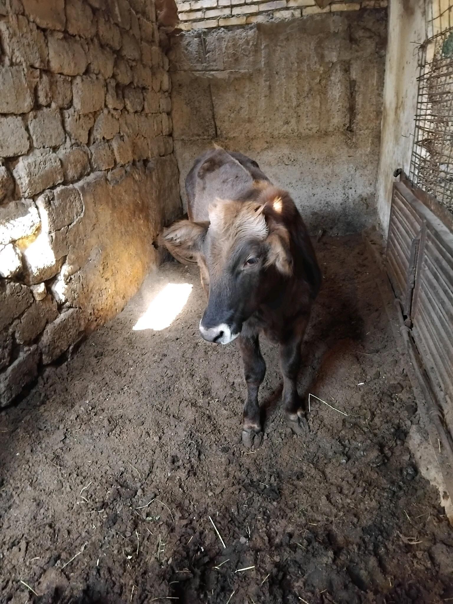 okuz - Бедев - img 7