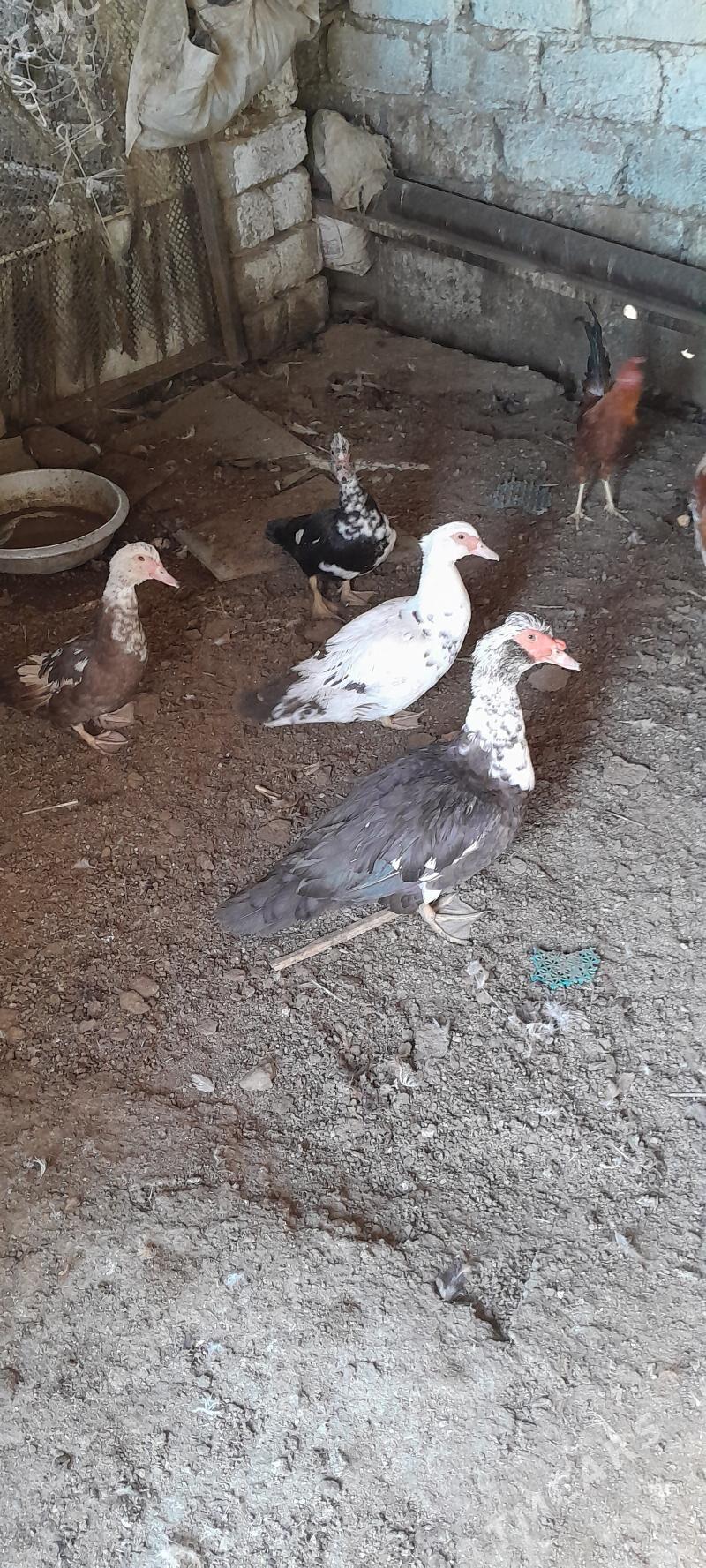 indautga - Чоганлы - img 5