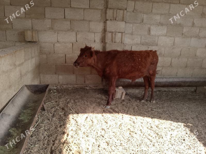 öküz - Балканабат - img 4