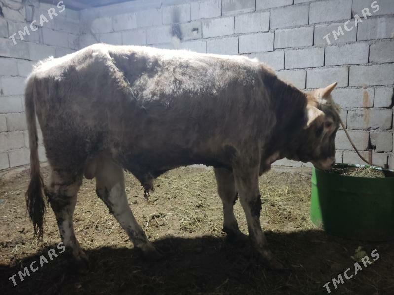 dalgyr howur okuz - Гёкдепе - img 5