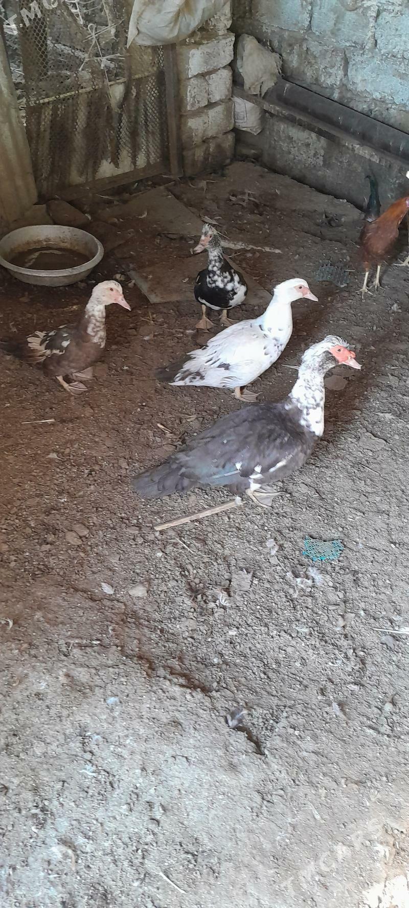 indautga - Чоганлы - img 2