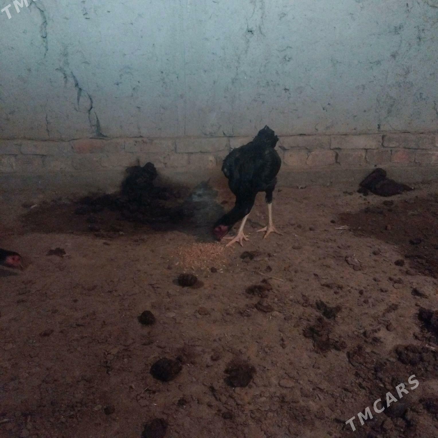 juje - Шабатский этрап - img 2