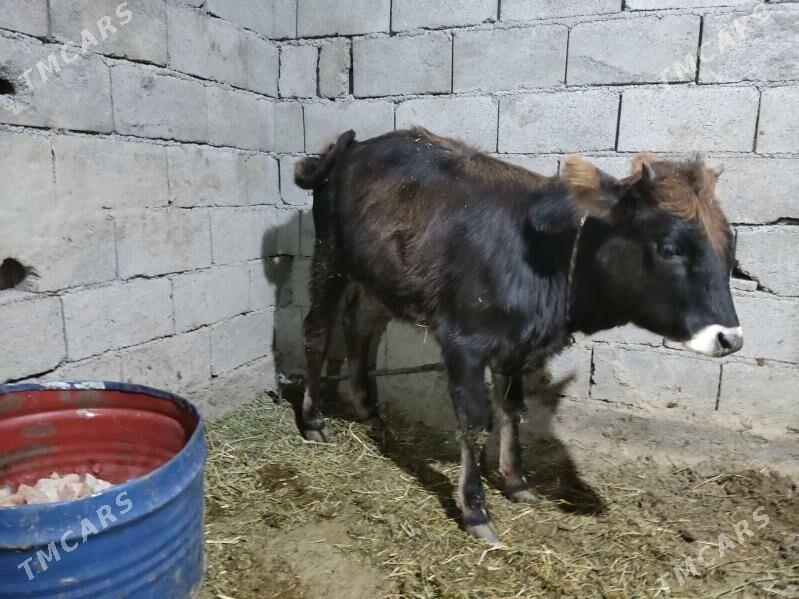 tuwe swes - Гёкдепе - img 2