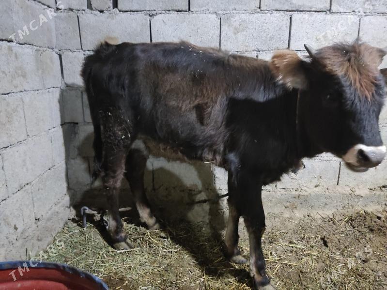 tuwe swes - Гёкдепе - img 3