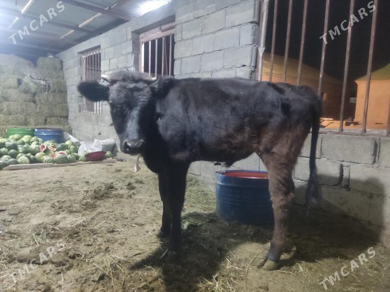 bicilen okuz - Гёкдепе - img 2