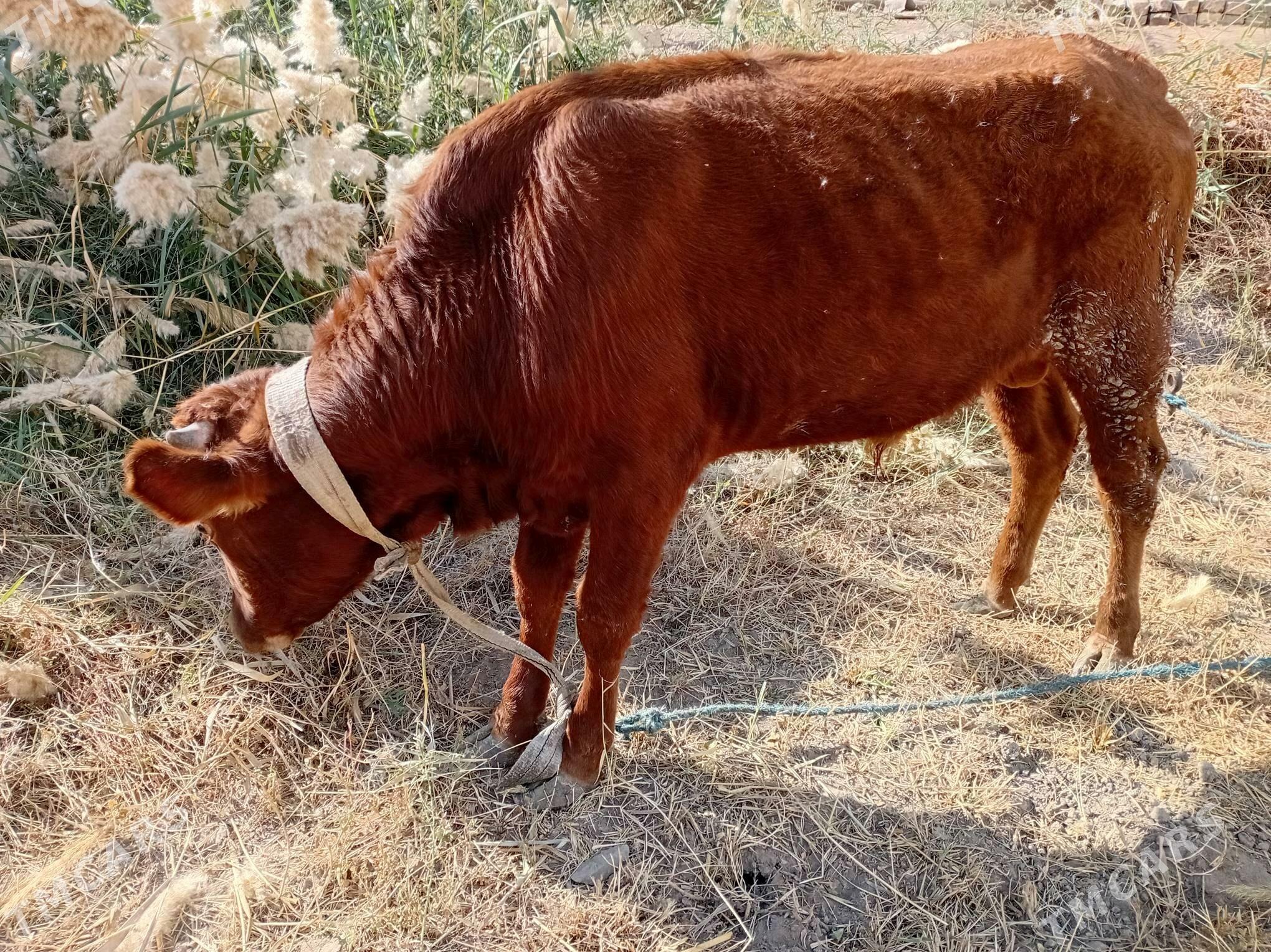 öküz - Туркменабат - img 2