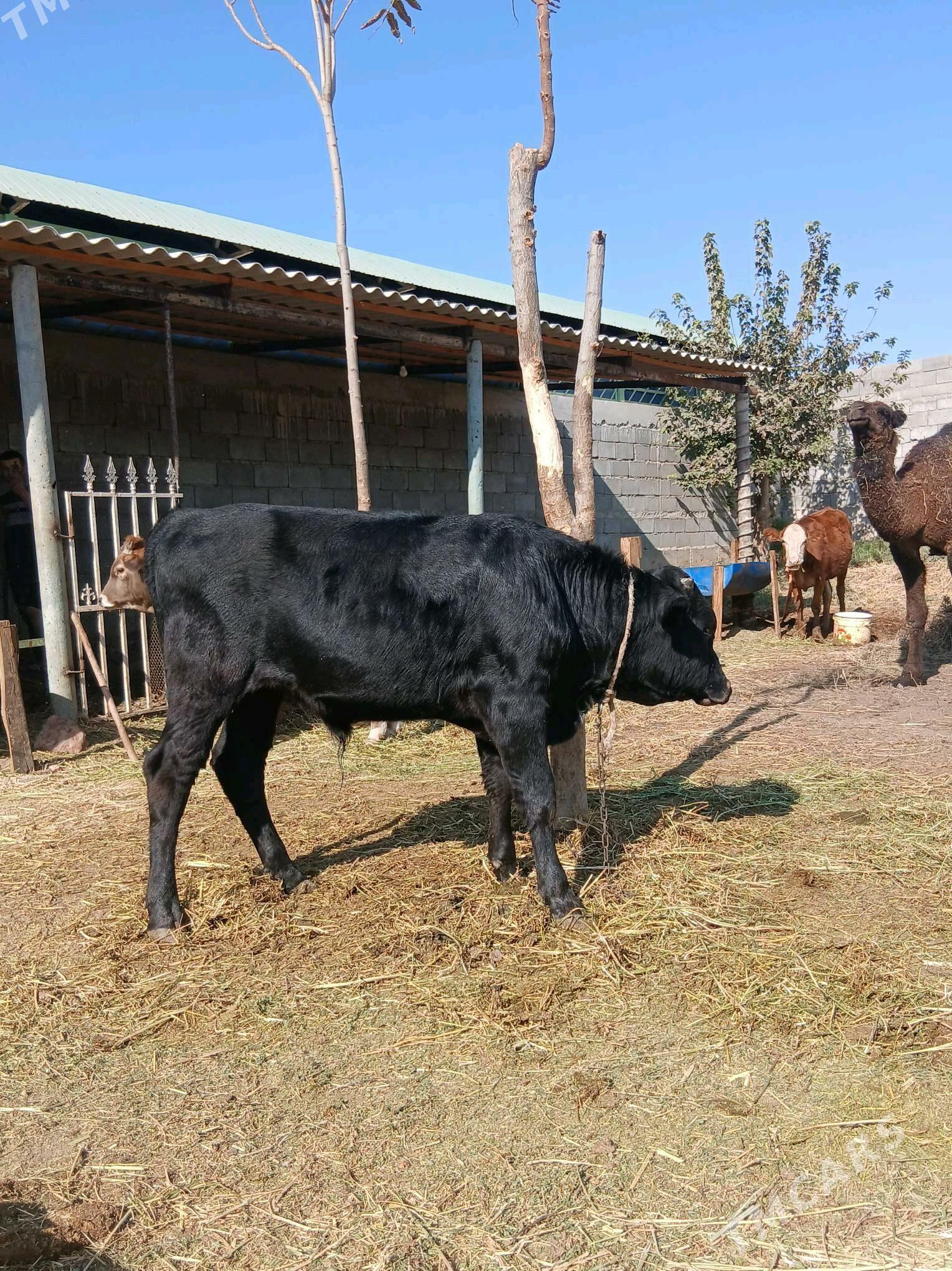 OKUZ - Гёкдепе - img 2