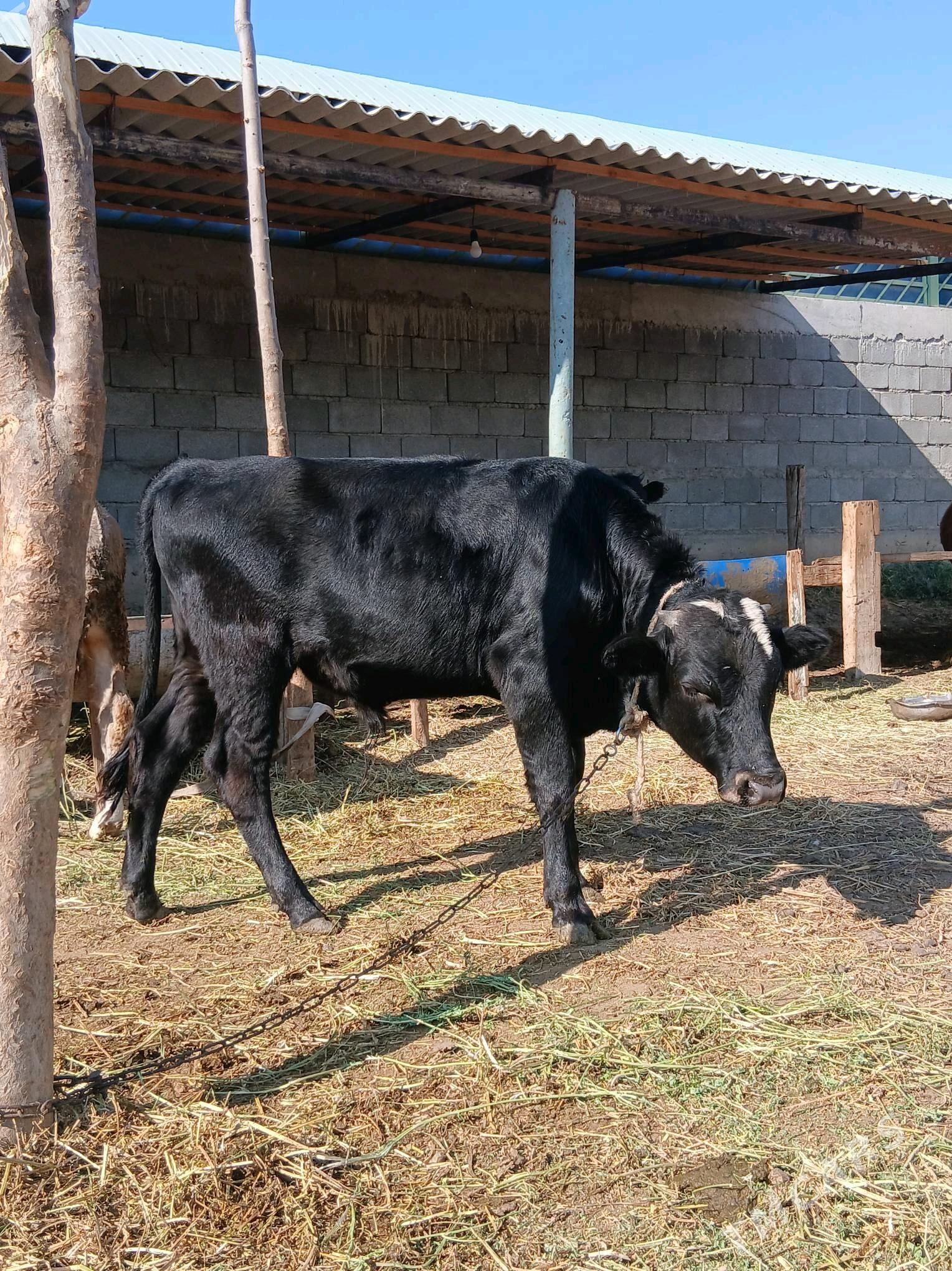 OKUZ - Гёкдепе - img 3