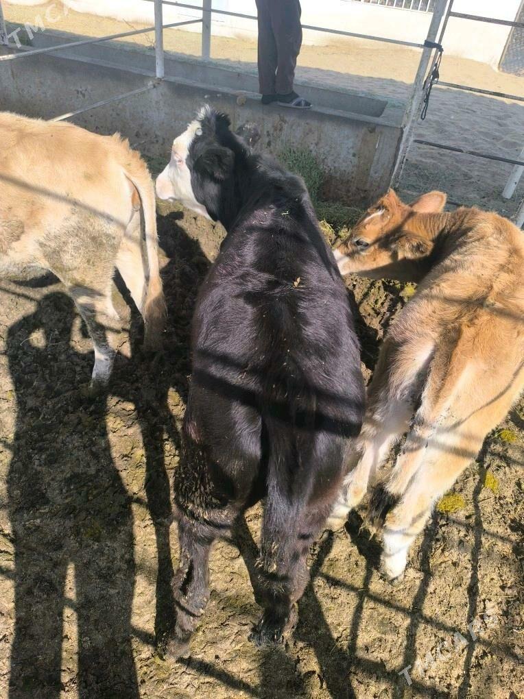 tuweler tüweler - Гёкдепе - img 2