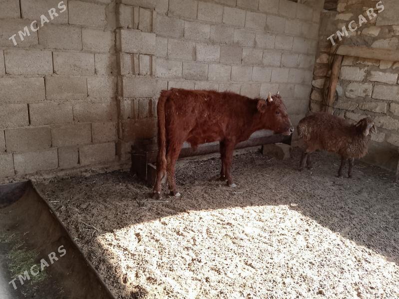 öküz - Балканабат - img 7