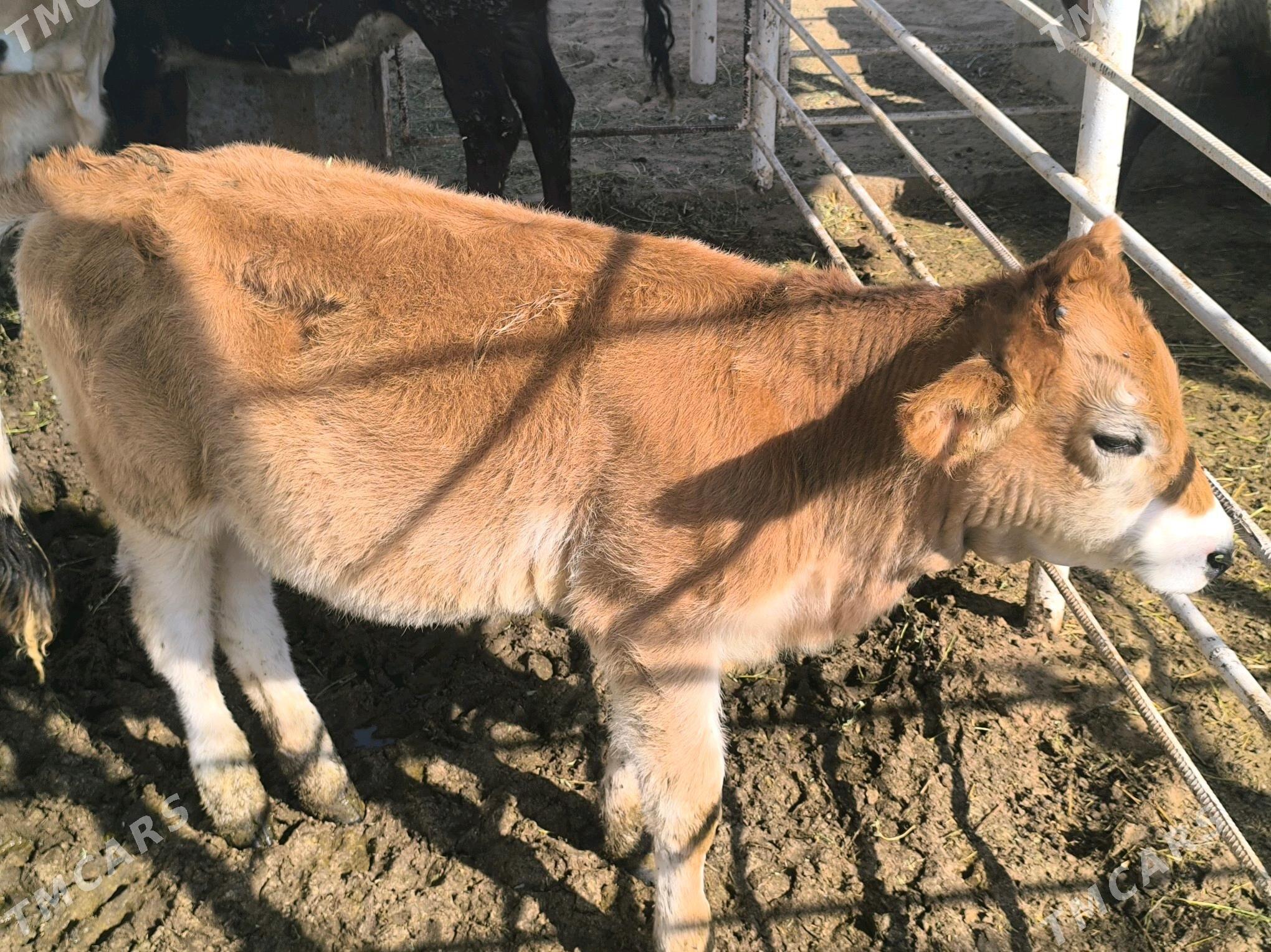 tuweler tüweler - Гёкдепе - img 3