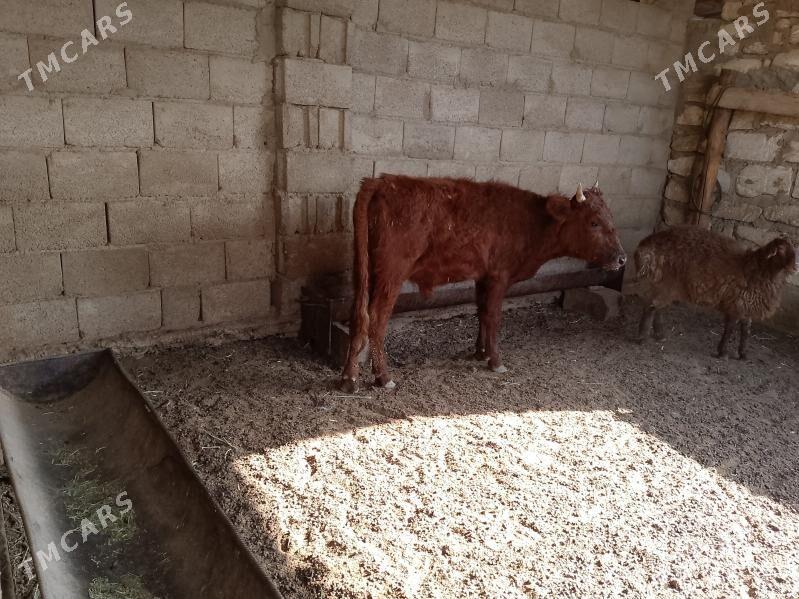 öküz - Балканабат - img 6