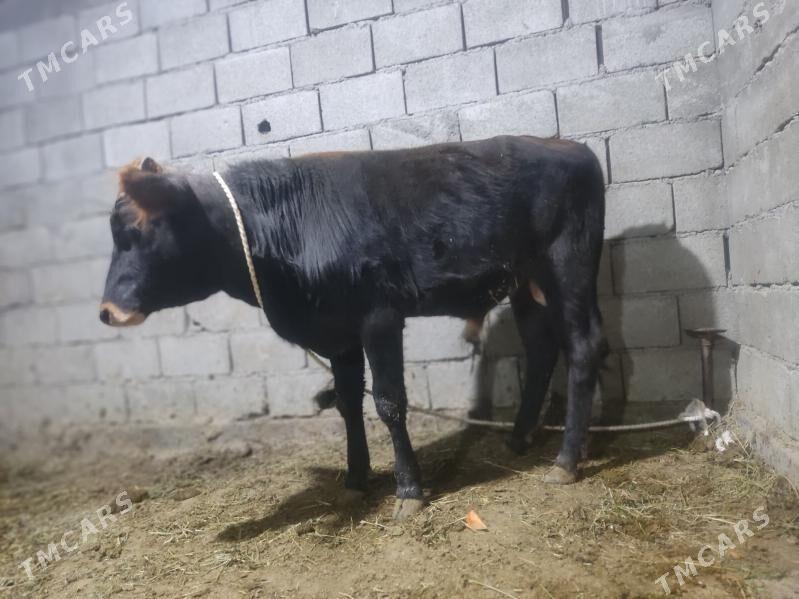 okuz - Гёкдепе - img 3