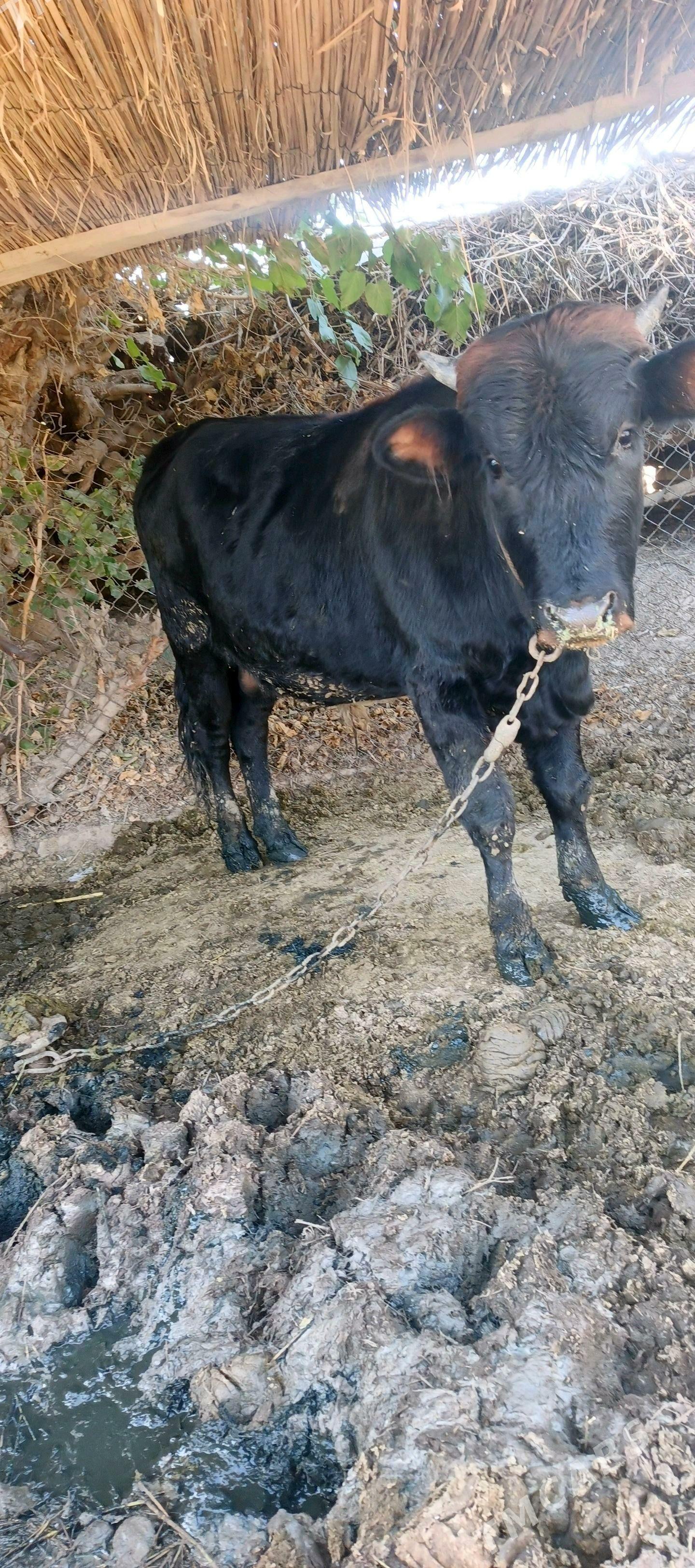 Okuz - Сакарчага - img 3