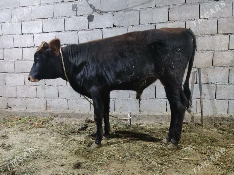 okuz - Гёкдепе - img 2