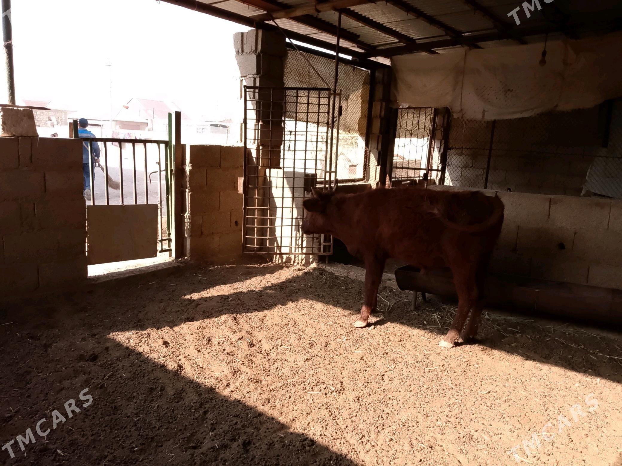 öküz - Балканабат - img 5