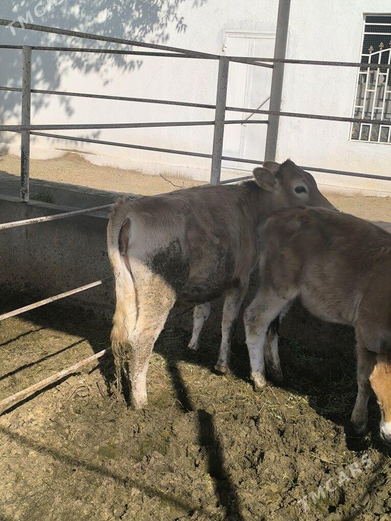 tuweler tüweler - Гёкдепе - img 4