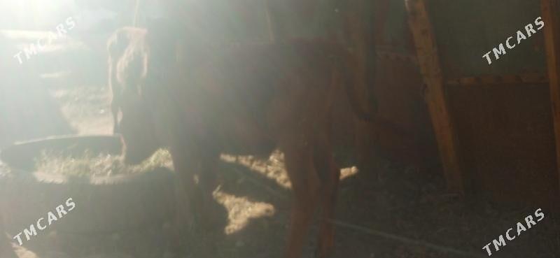 okuzce - Чарджоу - img 3