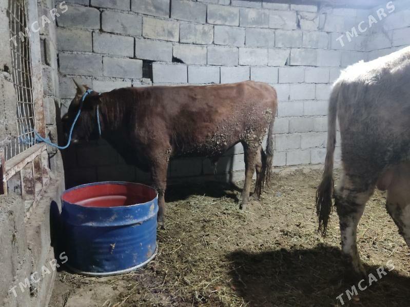 baklnan okuz - Гёкдепе - img 3