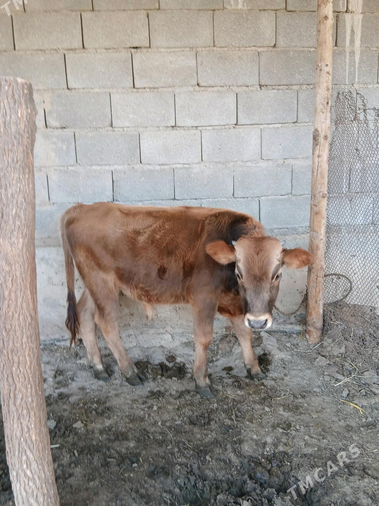 Okuz - Гёкдепе - img 3